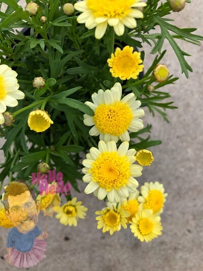 Argyranthemum frutescens flower Marguerite Daisy Yellow In Store @ Hello Hello Plants