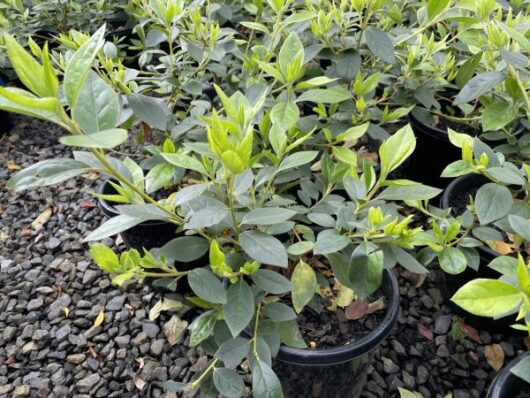 Azalea 'Alba Magnifica' 8" Pot Growers Flash Sale!