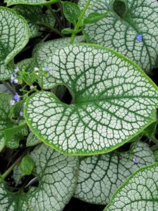 Brunnera "Sea Heart"