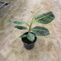 Banana 'Cavendish' Dwarf 8" Pot