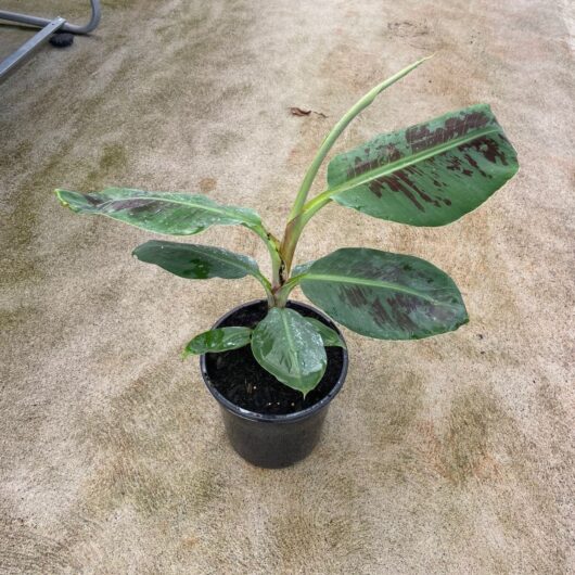 Banana 'Cavendish' Dwarf 8" Pot