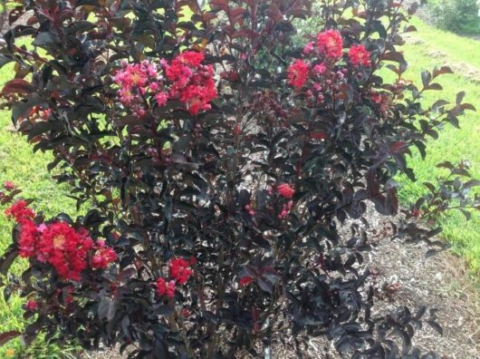 A Lagerstroemia 'Diamonds in the Dark®' (Best Red) 7" Pot shrub with clusters of bright red flowers, set against a grassy background.