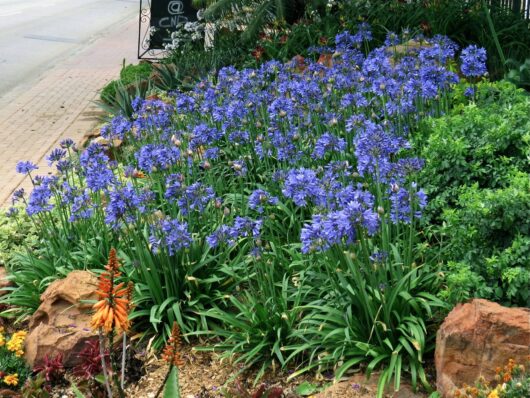 Agapanthus "Bingo Blue"