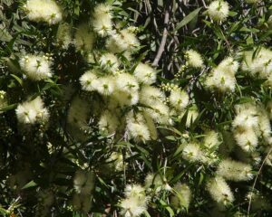 Callistemon "White Anzac"