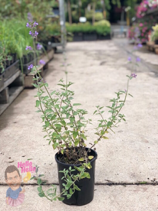 Catmint 6" Pot