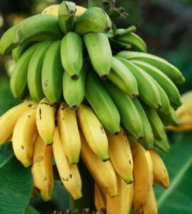 Banana Dwarf Cavendish