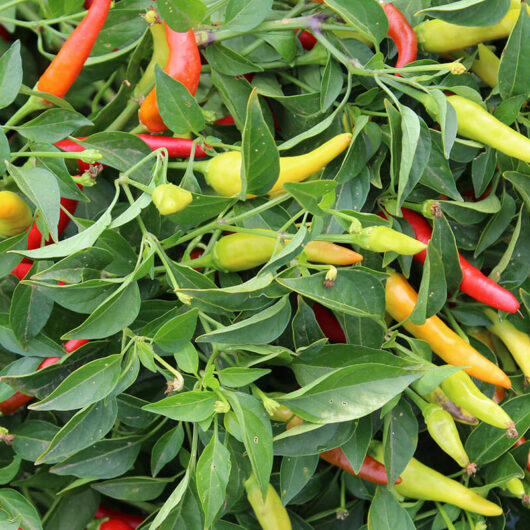 Capsicum Chilli Pepper "Cayenne"