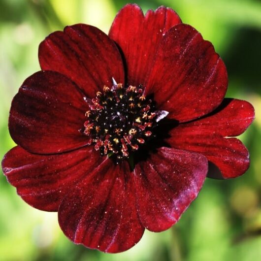 Cosmos "Choca Mocha"