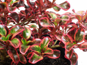 Coprosma "Ignite"