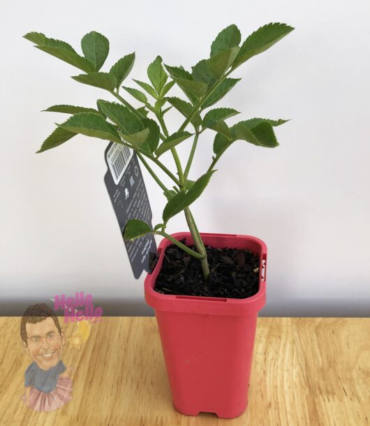 Sambucus 'Elderberry' Flower Bush 3" Pot