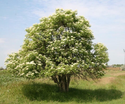 Sambucus "Elderberry"