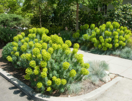 Euphorbia "Wulfenii"