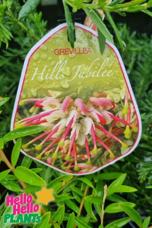 GREVILLEA HILLS JUBILEE LABEL