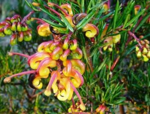 Grevillea "Jubilee"