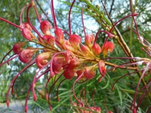 Grevillea "Firesprite"