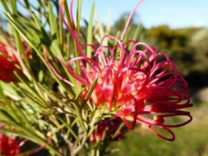 Grevillea "Winpara Gem"