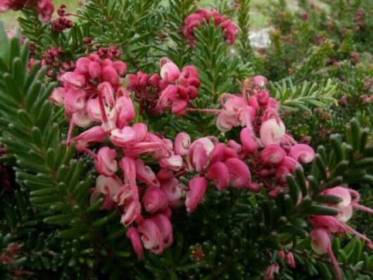 Grevillea "Woolly Bear Hero"