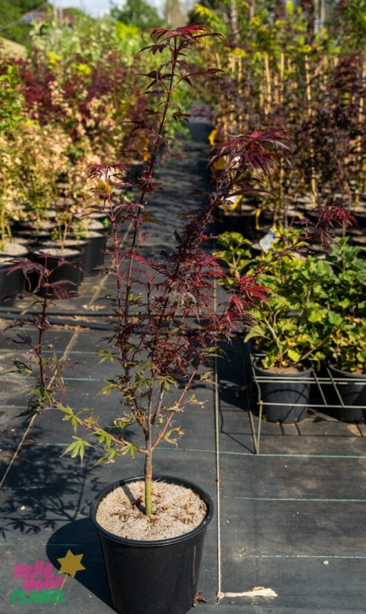 Hello Hello Plants Nursery Melbourne Victoria Australia Acer Palmatum Shaina Japanese Maple Standard 25cm Pot