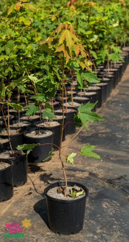 Hello Hello Plants Nursery Melbourne Victoria Australia Acer saccharum 'Sugar Maple' 20cm Pot