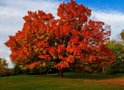 Acer saccharum 'Sugar' Maple 7" Pot
