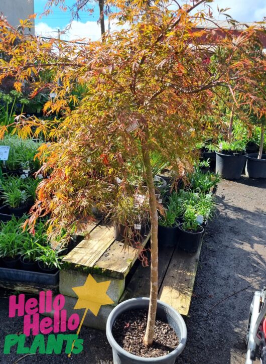 Acer 'Heartbeat' Japanese Maple 13" Pot