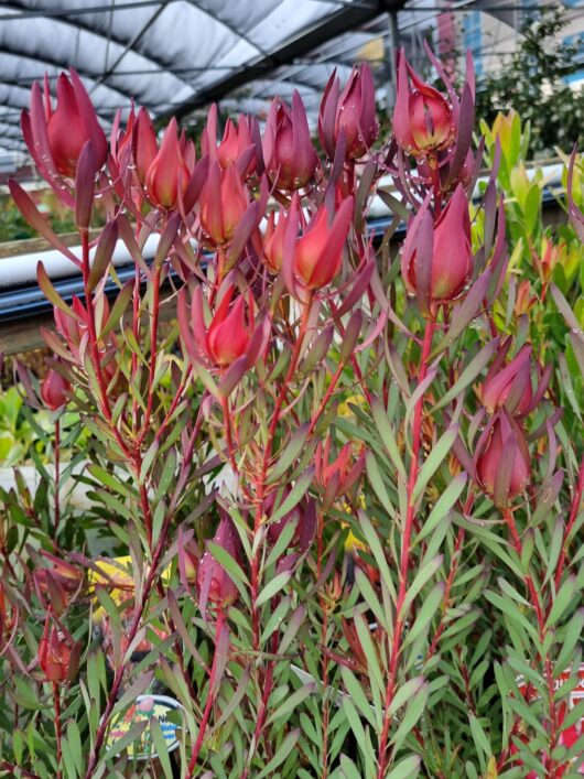 Leucadendron 'Strawberries and Cream'