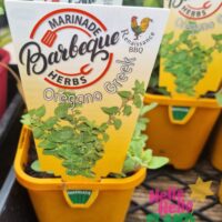 Oregano 'Greek' 4" Pot