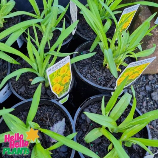Hemerocallis 'Stella de Oro' Daylily 6" Pot