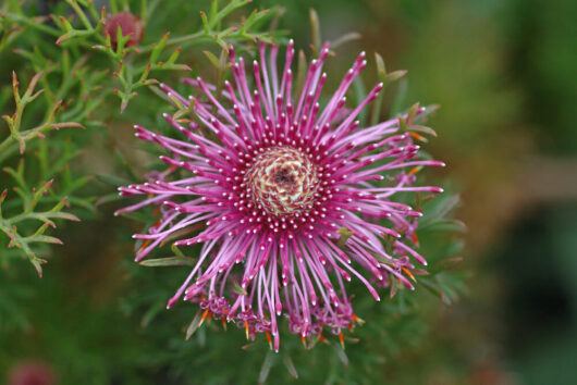 Isopogon "Rose Cone Flower"