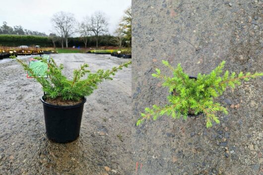 Juniperus conferta 'Shore Juniper' 8" Pot