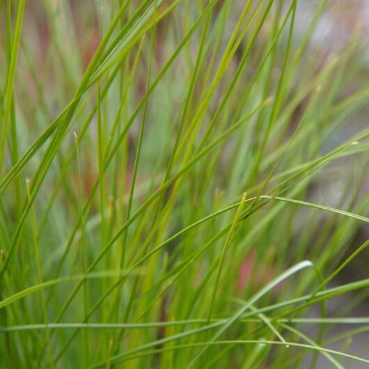 Lomandra 'Lime Wave' 6" Pot