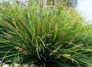 The Lomandra 'Lime Wave' in a 6” pot showcases thin, spiky blades and small brown seed heads, making it an ideal lush addition to any pot or garden.