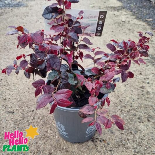 Loropetalum 'Plum Gorgeous' PBR 8" Pot