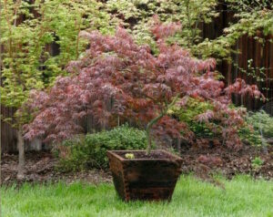 Japanese Maple "Lionheart"