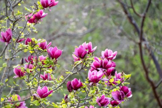 Branches of a Magnolia 'Nigra' 6" Pot tree with blooming pink flowers and green leaves, set against a backdrop of blurred greenery, reminiscent of a garden in spring.