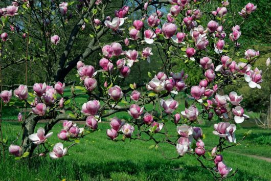 A Magnolia 'Nigra' 6" Pot with numerous pink and white blossoms is in full bloom in a grassy area.