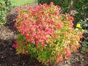 Nandina "City Lights"