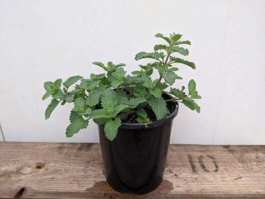 The Nepeta 'Catmint' in a 6" pot, with its lush serrated leaves, sits gracefully on a wooden surface against a plain background.