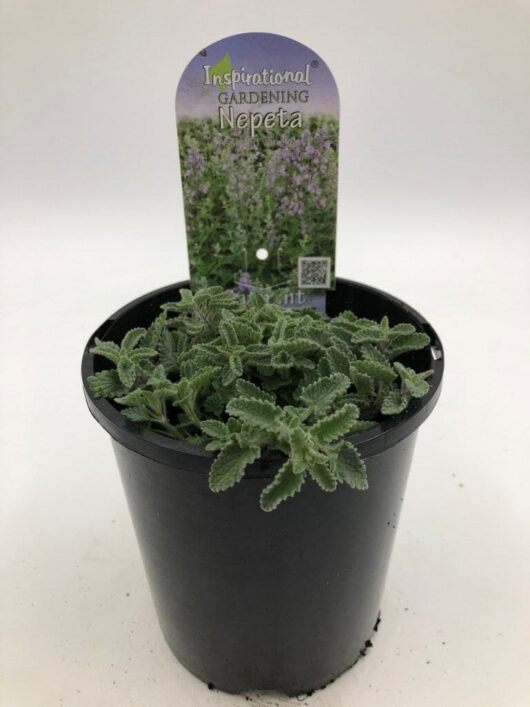 A small nepeta plant in a Nepeta 'Catmint' 6" Pot with a label that reads "Inspirational Gardening Nepeta." The plant has green, fuzzy leaves and is also known as Catmint.