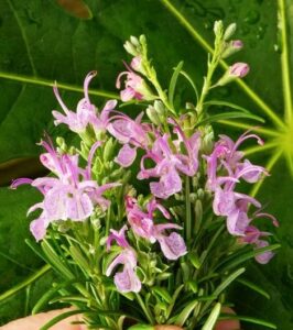 Close-up of dew-covered Rosmarinus 'Pink Rosemary' flowers against a large green leaf background, nestled in a 4" pot.