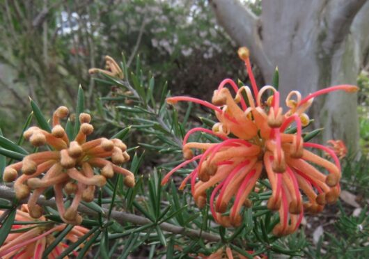 Grevillea "Poorinda Queen"