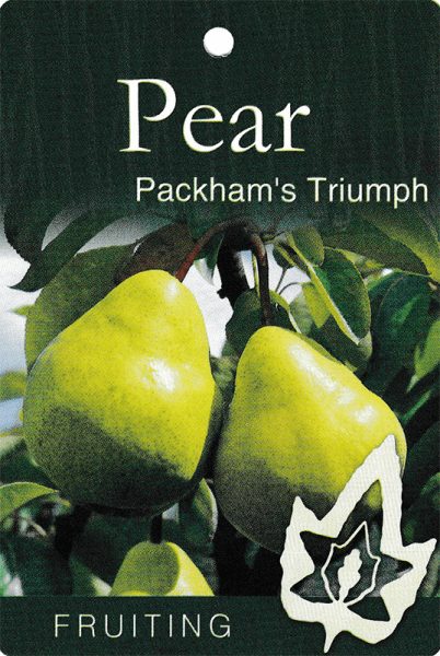 Pyrus communis Packham Triumph Pear Front
