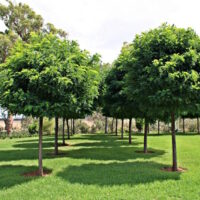 Robinia Mop Top