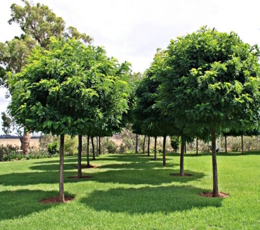 Robinia Mop Top