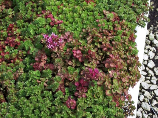 Sedum 'Dragon's Blood' 6" Pot plants with green leaves and clusters of pink flowers in a garden bed with white border and gravel path.