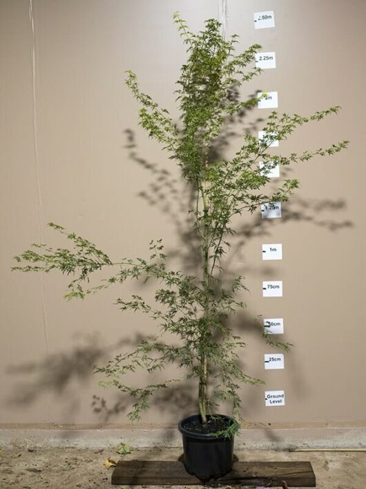 A potted Acer 'Seiryu' Japanese Maple 13" Pot with labels marking its height at various points against a wall, ranging from ground level to 2.50 meters.