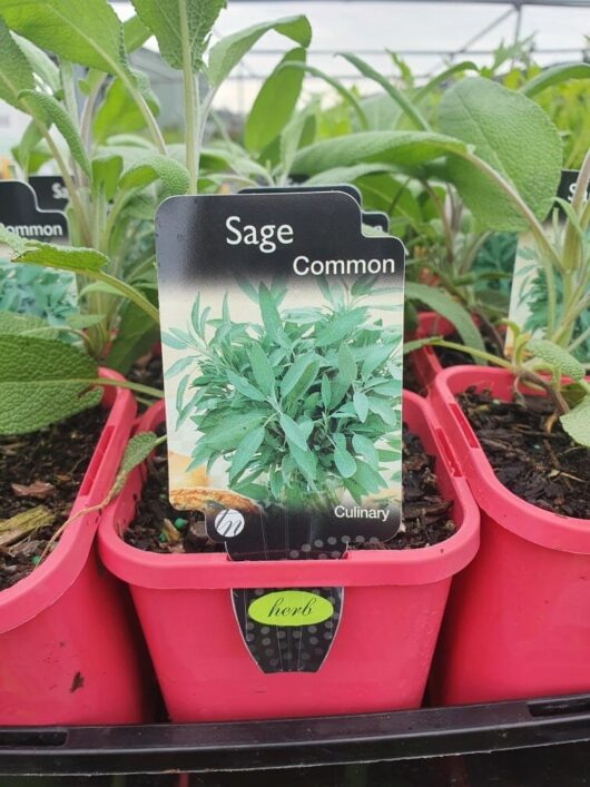 In a garden center, you'll find neatly displayed potted Salvia 'Common Sage' plants in 3" pots.