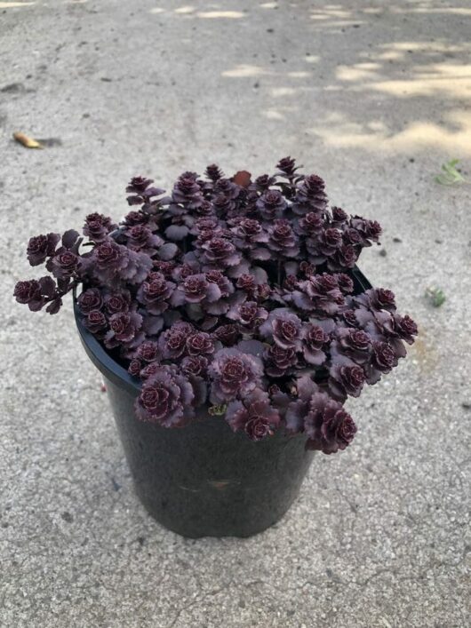 A Sedum Chocolate BLOB® 6" Pot holds a dense cluster of dark purple Sedum plants with rounded leaves, resembling a charming chocolate BLOB, placed on a concrete surface.