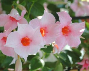 Mandevilla "Classic Cream Pink"