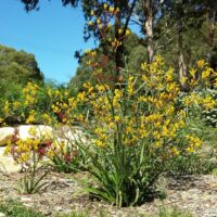 Kangaroo Paw "Yellow Gem"